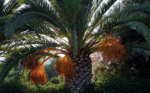 Ученые вырастили пальмы из семян фиников — «ровесников» царя Ирода