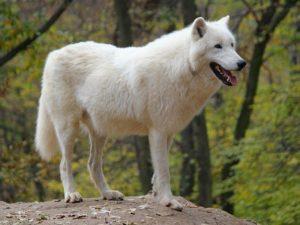 В пензенском зоопарке выбирают имя полярному волку