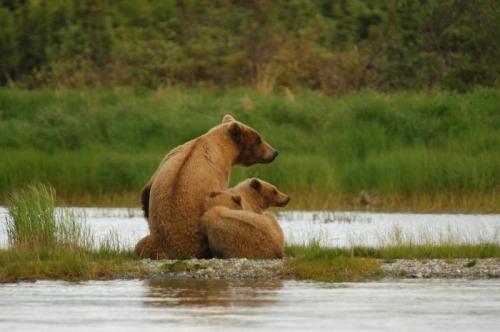 На Камчатке охотоведы заметили белого - бурого медведя