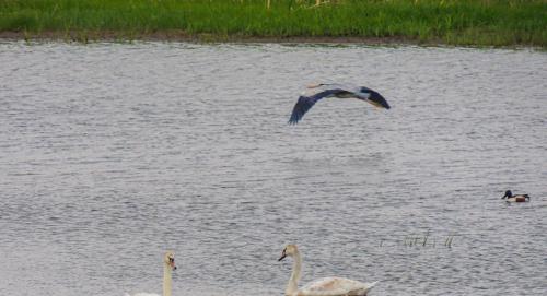 Видео: пара белых лебедей облюбовала озеро Партизанское в Камне-на-Оби