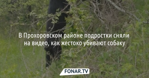 На юношу из Прохоровки, жестоко убившего собаку, завели уголовное дело