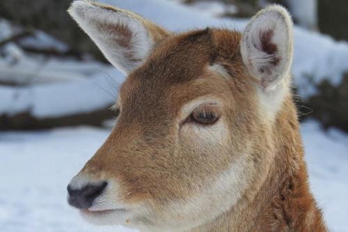 Снег, браконьеры и собаки: как на Алтае спасают косуль