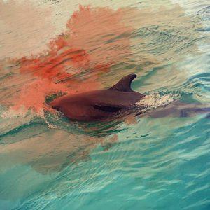 «Зелёная Альтернатива» выступает за закрытие дельфинариев в России