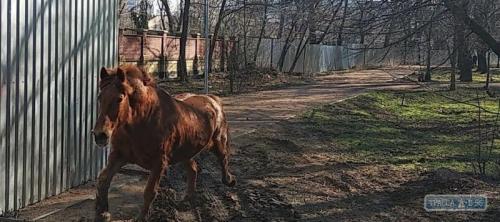 Конь убежал из зоопарка в Одессе. Видео