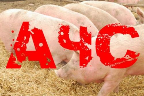 Карантин по африканской чуме свиней снят в Октябрьском районе ЕАО