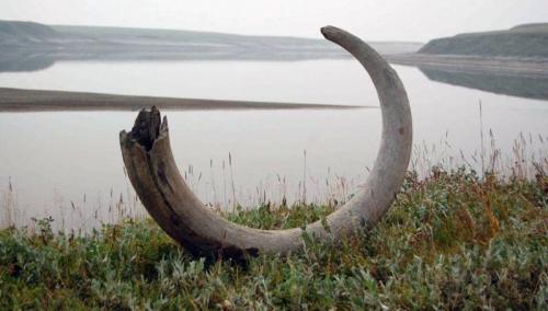 Власти Якутии рассчитывают на принятие в 2020 году закона об останках мамонтовой фауны