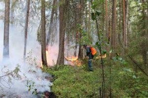 В Красноярском крае потушили все лесные пожары