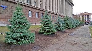 В Красноярске перед летом вымоют все хвойные деревья