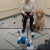 Собаки выполняют команды роботов (ВИДЕО)