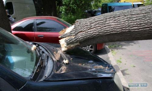 Момент падения огромного дерева на машины в центре Одессы сняли камеры видеонаблюдения