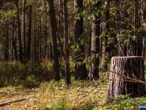 В выходные три женщины заблудились в лесах Миасса