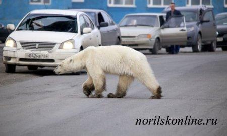 Заметно слабая медведица замечена в Норильске на севере Сибири, в сотнях километров от дома
