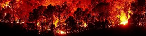 Режим ЧС из-за лесных пожаров введен во многих районах Красноярского края