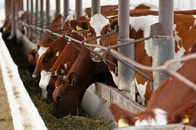 Кондратьев: продажа кубанского мяса и молока за рубеж на треть превысила запланированные показатели